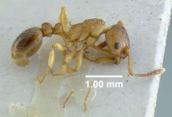 Media type: image;   Entomology 20572 Aspect: habitus lateral view